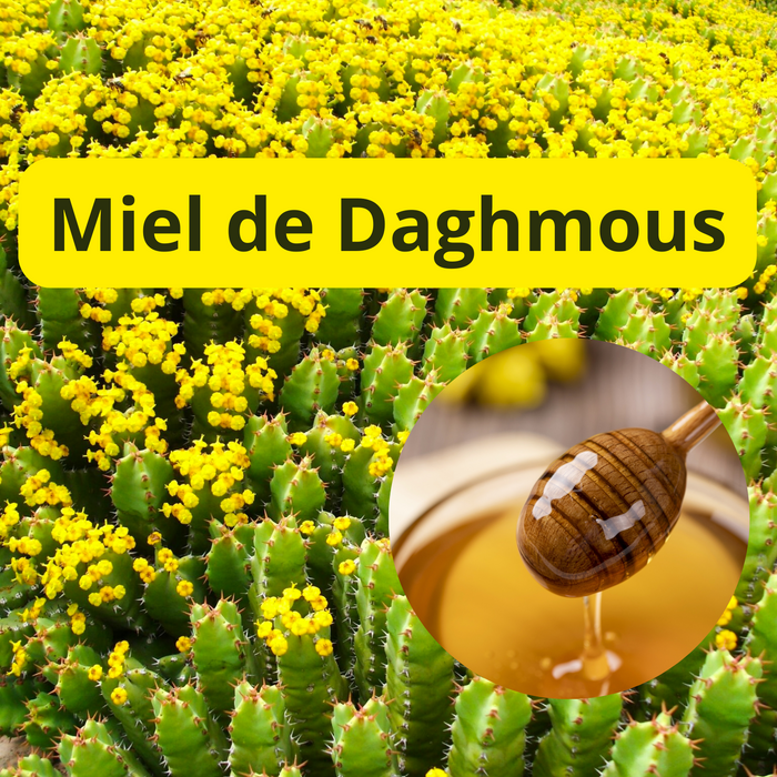 Miel de Daghmous : bienfait et utilisation