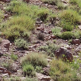 Armoise Chih du Maroc : Bienfaits, Utilisations et Précautions - nilabeautys.com