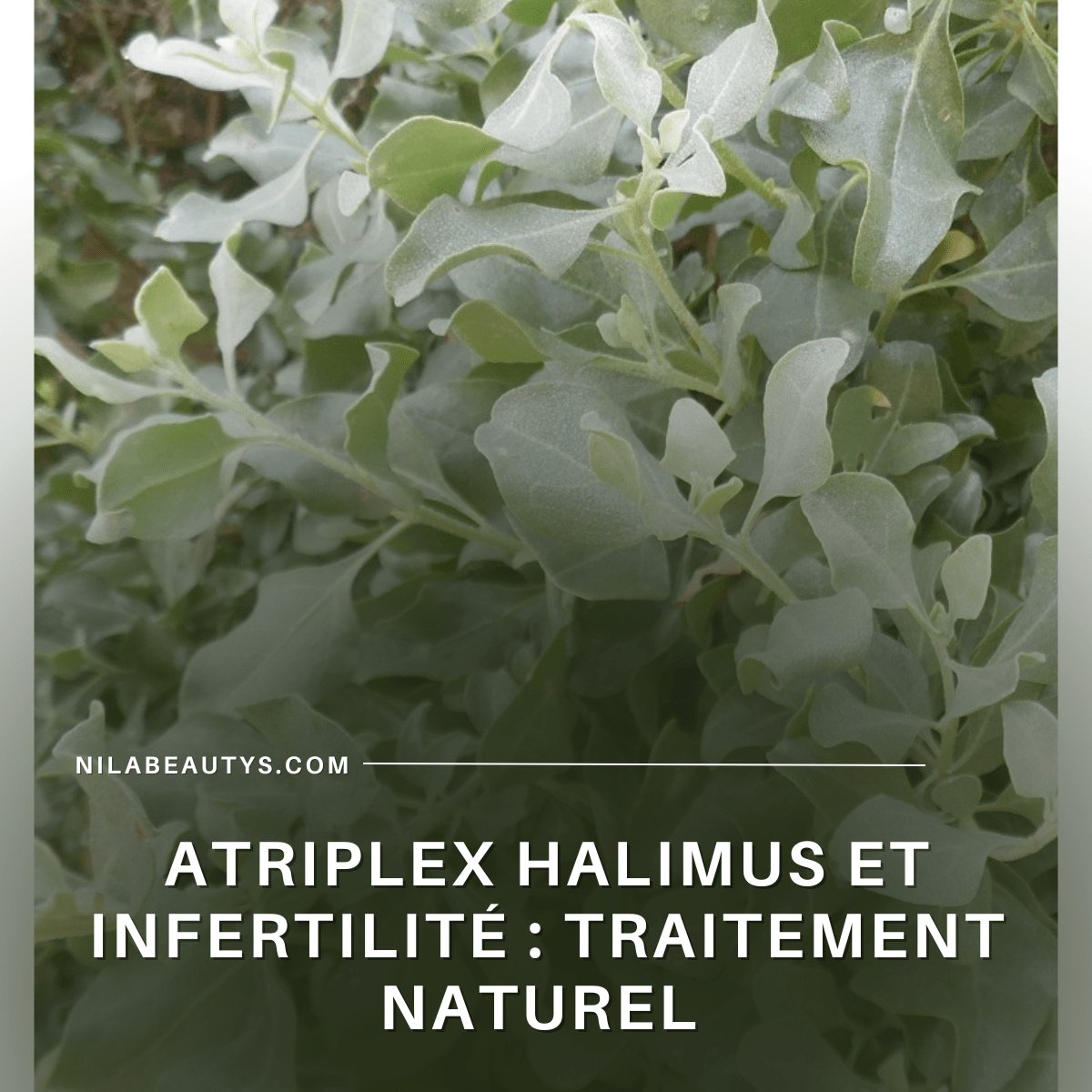 Effet thérapeutique de l’Atriplex halimus sur l’infertilité chez la femme - nilabeautys.com