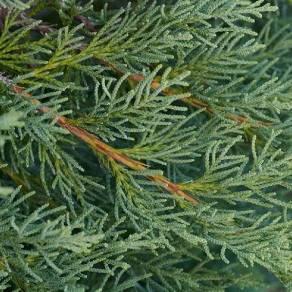 Encens Plante Génévrier - Bienfaits et Utilisation - nilabeautys.com