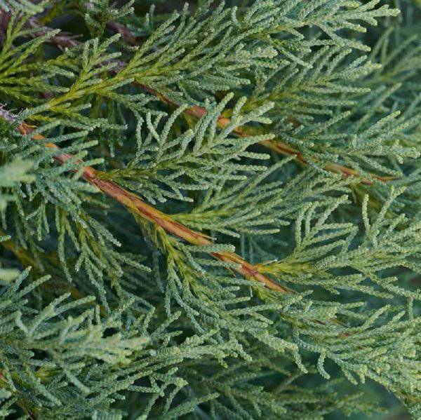 Encens Plante Génévrier - Bienfaits et Utilisation - nilabeautys.com