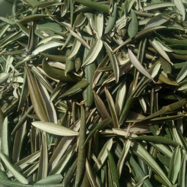 Feuilles d’Olivier 100% Naturelles | Zaaytoune - Bienfaits pour la Santé et le Bien-être - nilabeautys.com