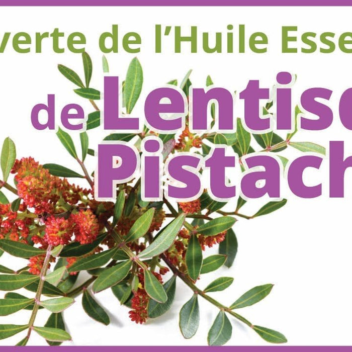 Huile de Lentisque Pistachier : Un Trésor Naturel Méditerranéen - nilabeautys.com