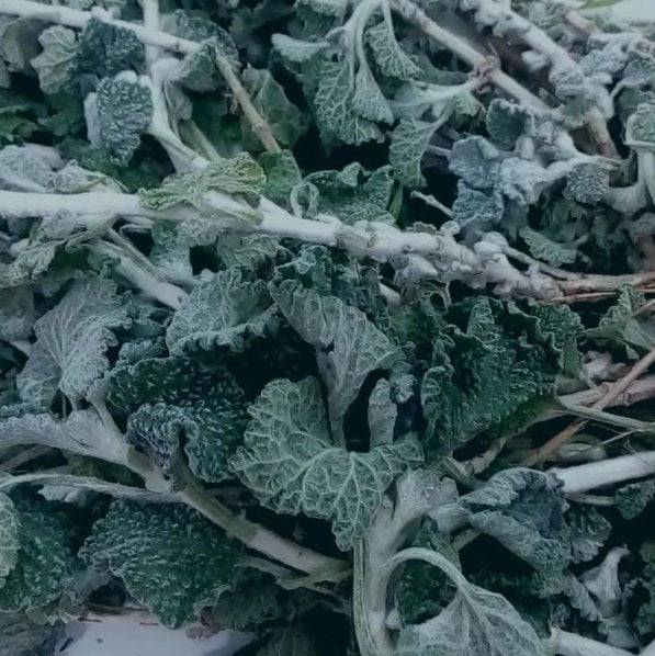 Marrube Blanc (Al Maryout) : Bienfaits, Utilisation et Précautions - nilabeautys.com