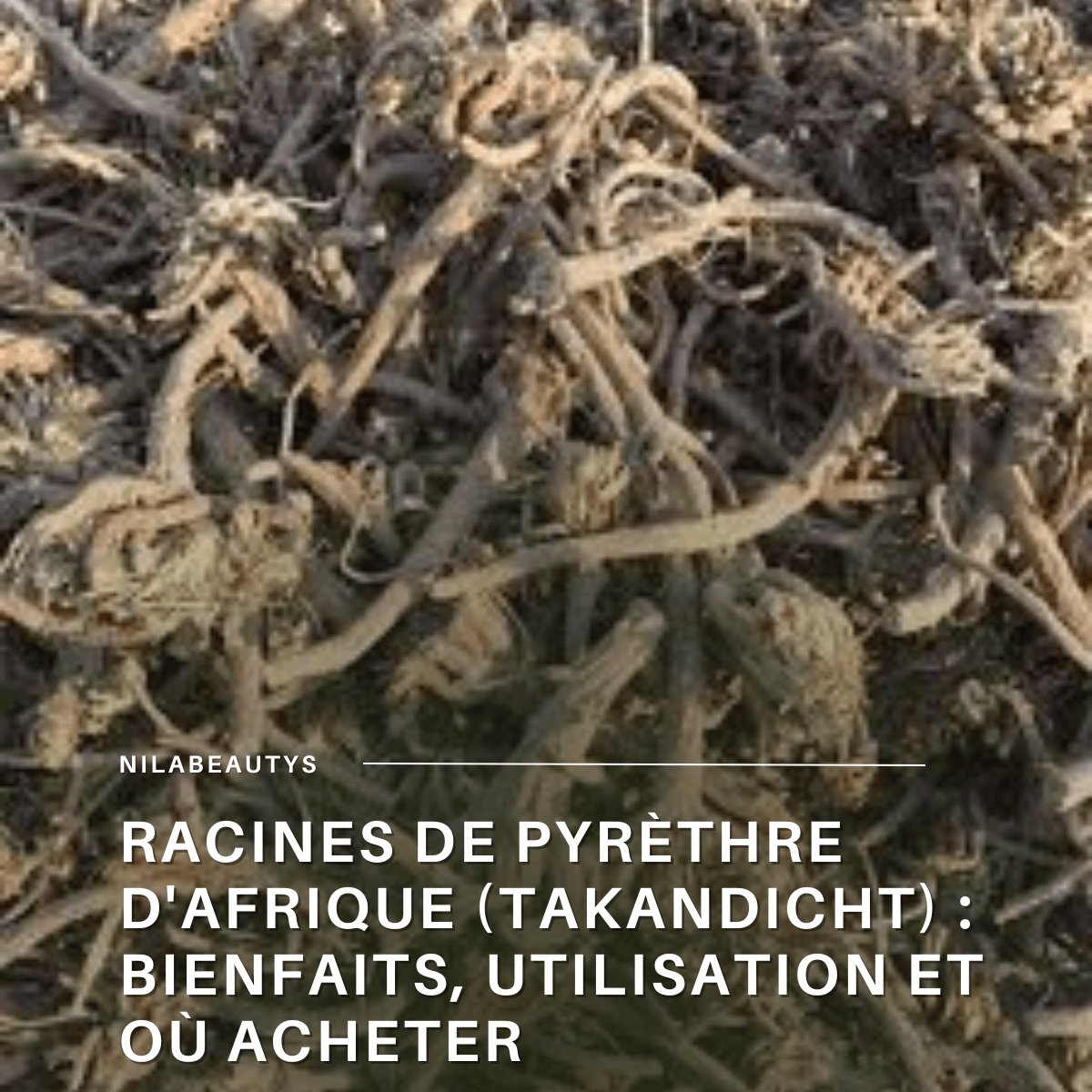 Racines de Pyrèthre d'Afrique (Takandicht) : Bienfaits, Utilisation et Où Acheter - nilabeautys.com