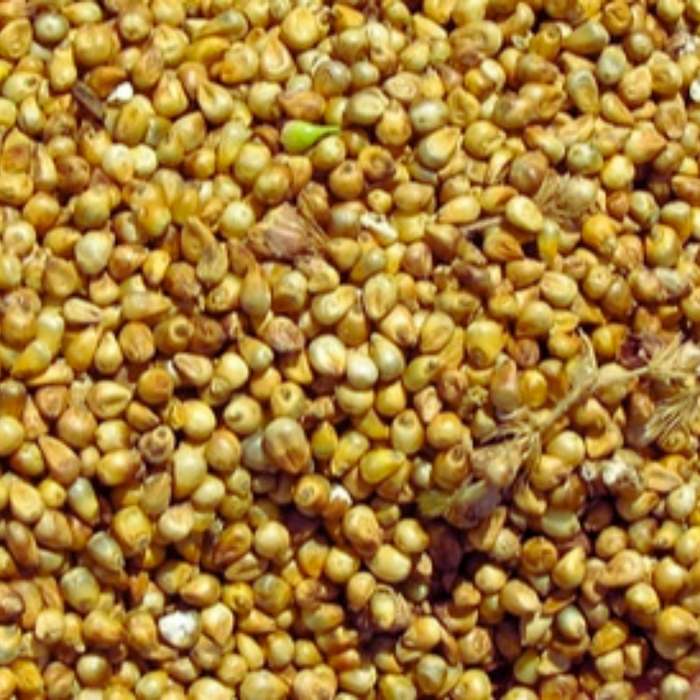 Millet Chandelle Entier (Bajra) 25g 50g 100g 200g Lanjbar - Céréales Indiennes pour Cuisine Traditionnelle