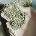 Menthe sauvage - Tisane Calament (Calamintha officinalis) - Menthe des champs, Aromatique à l’odeur mentholée, Nabtta