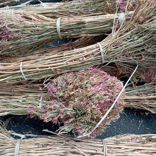 Centaurée Petite Ras el Haya, Marrarat el henche, Centaurium erythraea - nilabeautys.com