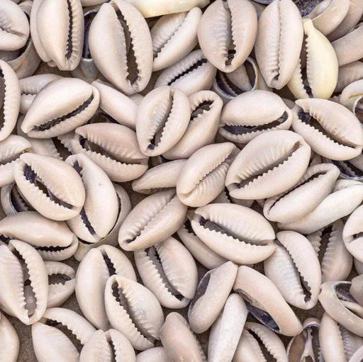 Coquillage Cauris Naturel Al wadaa, El ouadaa, wedaa Coquillage de mer | الودعة الطبيعية - nilabeautys.com