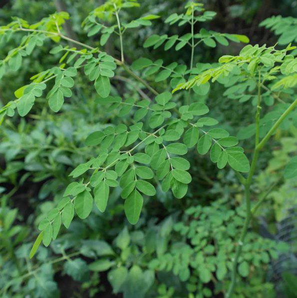 Feuilles de Moringa Séchées 100% Naturelles | Disponible en 50g, 100g et 200g - nilabeautys.com