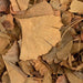 Feuilles Séchées de Ginkgo Biloba - Mémoire et Vitalité Naturelles - nilabeautys.com