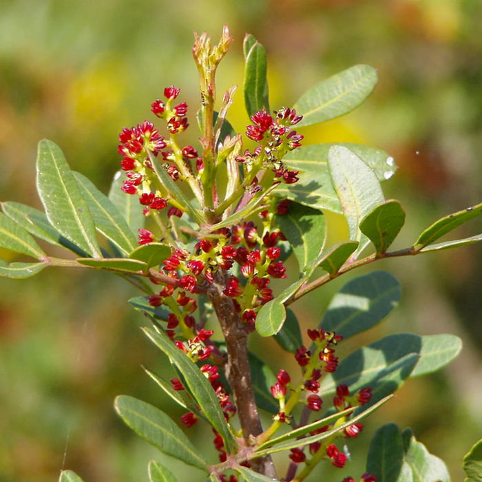 Feuilles séchées de Lentisque 50g 100g 200g, L’Arbre au mastic,Pistachier lentisque, Pistacia lentiscus, feuilles biologique, sans traitements - nilabeautys.com