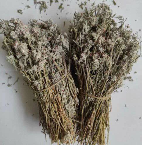 Germandrée tomenteuse | Teucrium Polium |Al Khiata عشبة الخياطة | Jaada 250g | 500g - nilabeautys.com