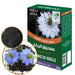 Graines de Nigelle 80g | Poudre Hebat el Barraka | Herboridouane - nilabeautys.com