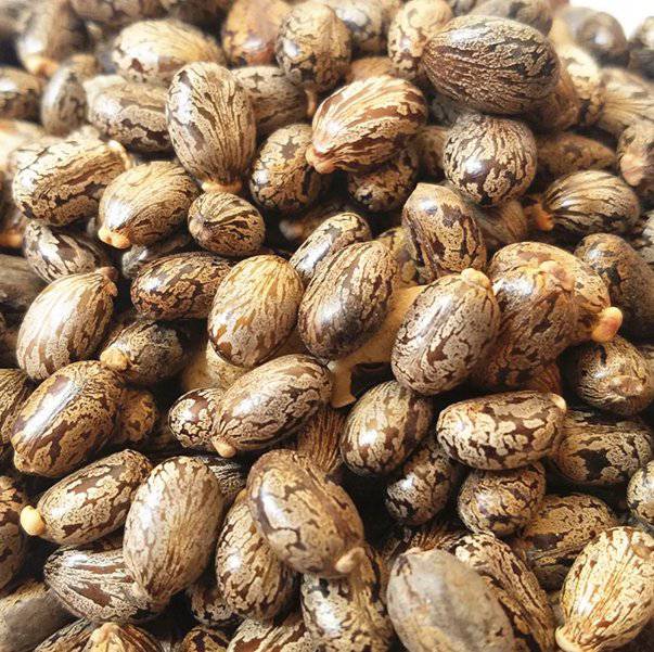 Graines de Ricin Sanguin Commun | Al Kharwaâ 50g | 100g | 200g - nilabeautys.com