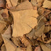 Feuilles Séchées de Ginkgo Biloba 100% Naturelles | Disponible en 50g, 100g et 200g - nilabeautys.com