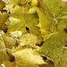 Feuilles Séchées de Vigne | Al Enab 100% Naturelles | Disponible en 50g, 100g et 200g - nilabeautys.com