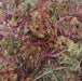 Herbe Hayat Al Noufouss | Euphorbe à cornes en faucille | Origanum herb vulgare | 50g 100g | 200g عشبة حياة النفوس - nilabeautys.com